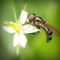 /album/tasmeresou/photolia-a02-jpg/